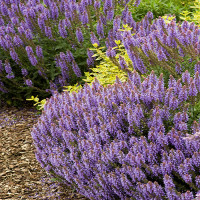 2125-blue-fortune-hyssop-full-shot 2125-blue-fortune-hyssop-full-shot