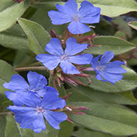 2348-dwarf-plumbago-close-up 2348-dwarf-plumbago-close-up