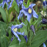 2725-bushy-blue-bell-clematis-close-up 2725-bushy-blue-bell-clematis-close-up