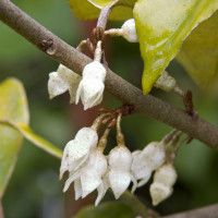 3190-ebbinges-silverberry-fall-close-up 3190-ebbinges-silverberry-fall-close-up