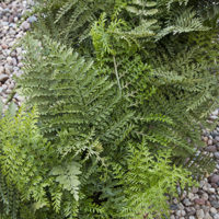 3301-austral-gem-birds-nest-fern-full-shotcropped 3301-austral-gem-birds-nest-fern-full-shotcropped