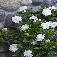 3780-everblooming-gardenia-full-shot-re 3780-everblooming-gardenia-full-shot-re