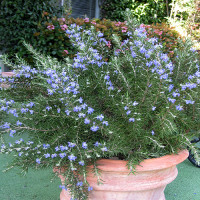 4136-roman-beauty-rosemary-full-shot 4136-roman-beauty-rosemary-full-shot
