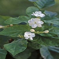 4508-re 14808-CF Arabian Jasmine, Jasminum sambac, flowers of shrub, family Oleaceae, in June at Bakersfield, CA USA