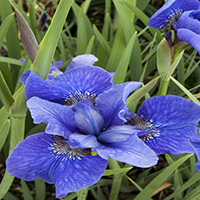 4636-bennerup-blue-siberian-iris-close-up 4636-bennerup-blue-siberian-iris-close-up