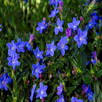 5894-grace-ward-lithodora-close-up 5894-grace-ward-lithodora-close-up