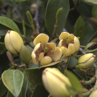 6153-banana-shrub-close-up 6153-banana-shrub-close-up