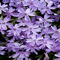 Emerald Blue Creeping Phlox subulata, at Visalia CA USA Emerald Blue Creeping Phlox subulata, at Visalia CA USA