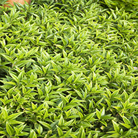 7050-himalayan-sweet-box-foliage-re 7050-himalayan-sweet-box-foliage-re