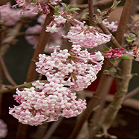 7358-pink-dawn-viburnum-extreme-close-up-re 7358-pink-dawn-viburnum-extreme-close-up-re