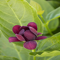 8083-aphrodite-sweetshrub-close-up-re 8083-aphrodite-sweetshrub-close-up-re