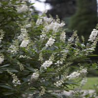 Clethra alnifolia Clethra alnifolia