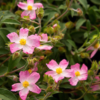 Grayswood Pink Rock Rose