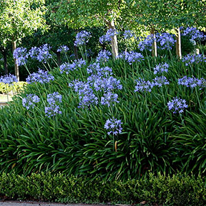 size matters choosing the right agapanthus plant for your landscape