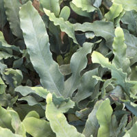 ausferncropped ausferncropped