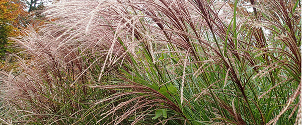 bloggrassesfallcropped600x250 bloggrassesfallcropped600x250