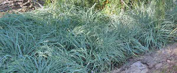 5 Ways To Design With Ornamental Grasses – Grow Beautifully