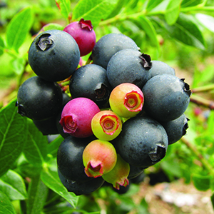 blueberryglazecropped blueberryglazecropped