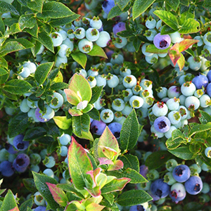 blueberryjellybeancropped blueberryjellybeancropped
