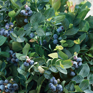 blueberrypeachsorbetcropped blueberrypeachsorbetcropped