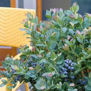 blueberrypinkicingcropped blueberrypinkicingcropped