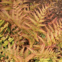 brillianceautumncropped brillianceautumncropped