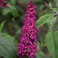 buddleacoldcropped