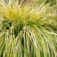 Carex EverColor® Everoro, Astelia Carex EverColor® Everoro, Astelia