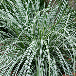 Carex oshimensis Everest Carex oshimensis Everest