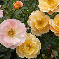 flowercarpetcoldcropped