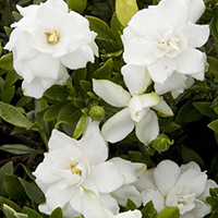 gardeniacoldcropped