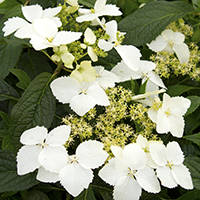 goldencranecoldcropped