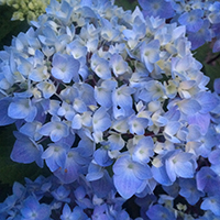 hydrangeacropped hydrangeacropped