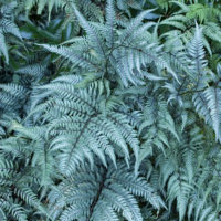 jappainteferncropped jappainteferncropped