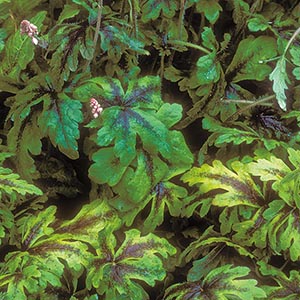 Tiarella Jeeper's Creepers foamflower Tiarella Jeeper's Creepers foamflower in bloom
