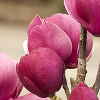 magnoliacoldcropped