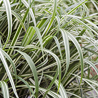 miscanthusilvercropped miscanthusilvercropped