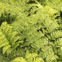 motherferncropped motherferncropped