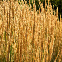 overdamcropped overdamcropped