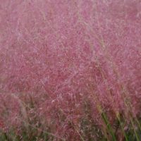 pink ????????????????????????????????????