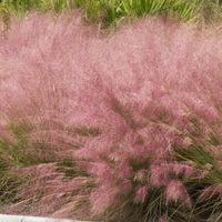 pinkmuhleycropped pinkmuhleycropped