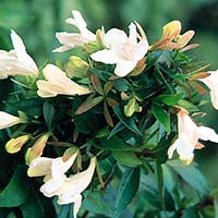 Prostrate White Abelia