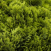 Danica Arborvitae