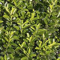 Boxleaf Euonymus