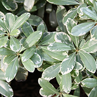 Cream De Mint™ Dwarf Mock Orange