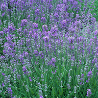 Ashdown Forest English Lavender