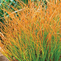 prairiefirecropped prairiefirecropped