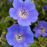 rozannecropped rozannecropped