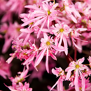 saxifragecropped saxifragecropped