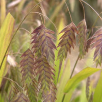 sea oats sea oats